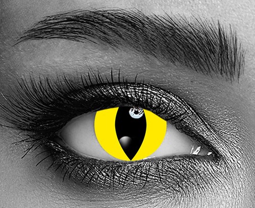 Yellow Cat Yellow Cat