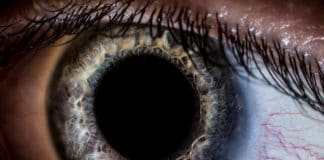 Basic eye anatomy includes the lens, cornea, and iris.
