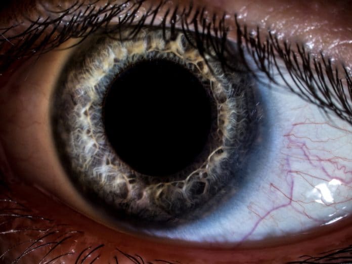 Basic eye anatomy includes the lens, cornea, and iris.