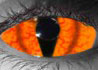 Species contact lenses