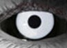 White Out Sclera contact lenses